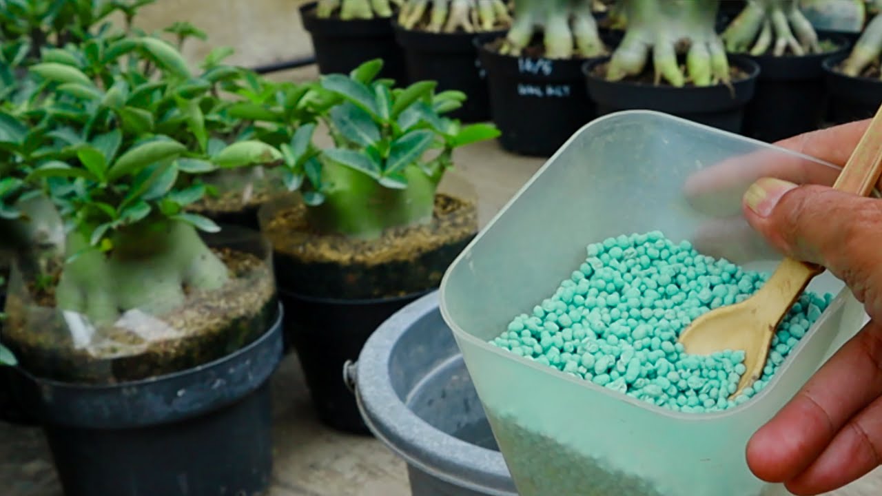 Ошибки, которые часто допускают при внесении удобрений под адениум пустынной розы