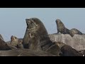 Inside Earth’s Greatest Underwater Spectacle | 4K