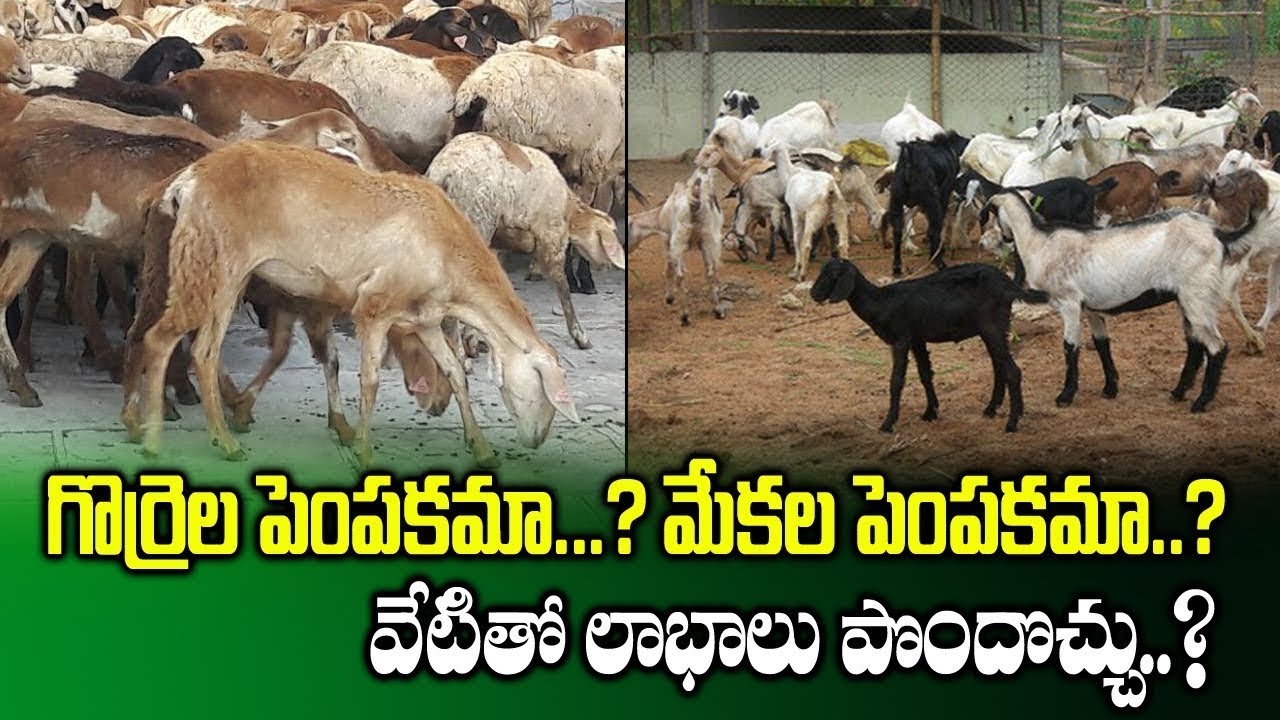 How to get Profits in Sheep and Goat Farming || Success Story || Tips