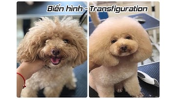 Chó Biến Hình - Spa Cắt Tỉa Lông Thú Cưng