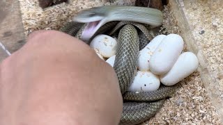 卵を守る母ヘビから卵を奪い取ろうとした結果・・・！