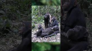 What are these chimps gazing at? #chimpanzee #lunchbreakscience