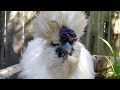 Dust Bathing Silkie Chickens