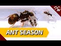 Ant Season 2021 - Queen Ant Nuptial Flights & Ant Colonies