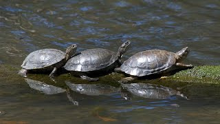 POND FRIENDS# SCRENE#gentle hand extends#fond#breadcrumbs#scattered with care# fish# turtles#ducks