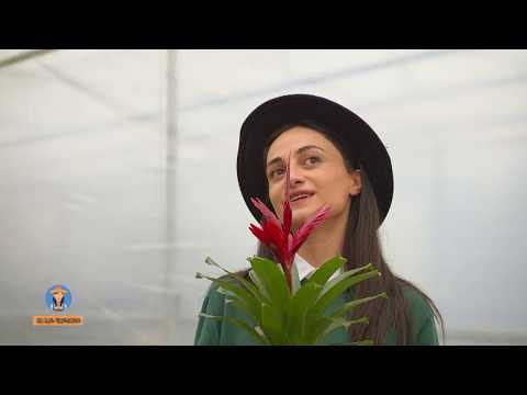 მე ვარ ფერმერი-ყვავილების სალონი