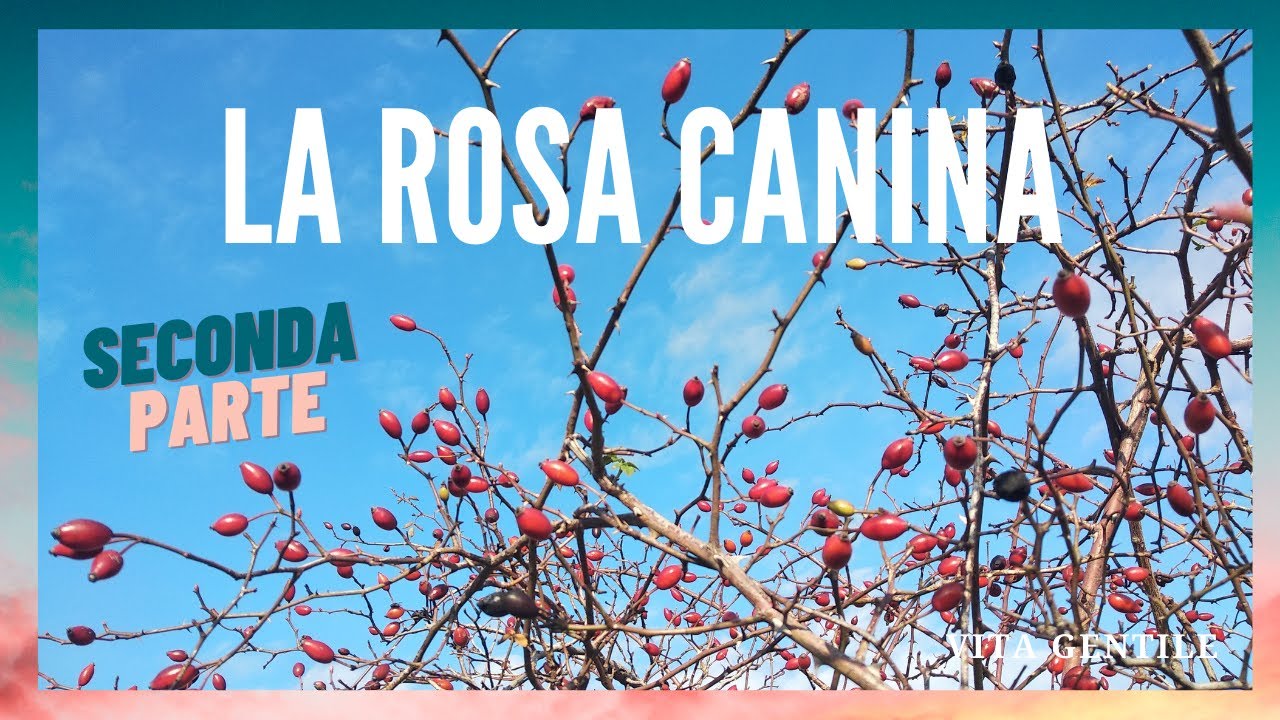 Rosa Canina Seconda parte.Tre ricette: la polvere, i cioccolatini e lo sciroppo