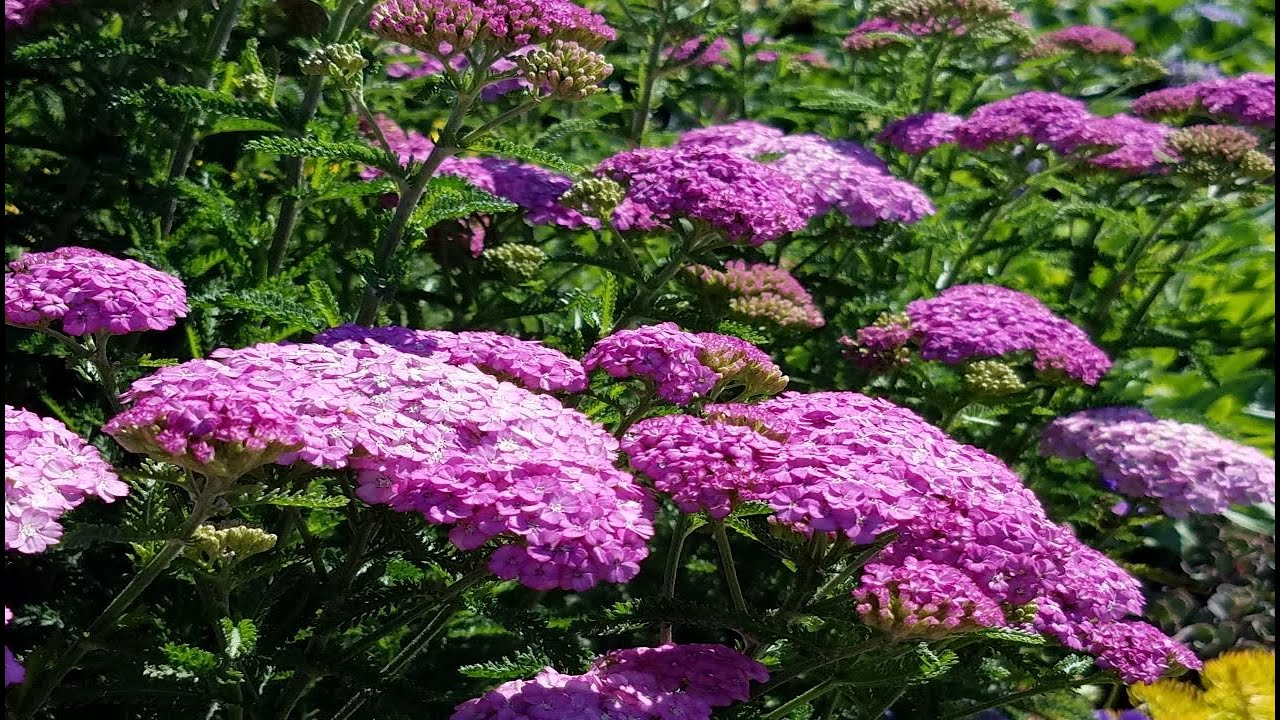 Best Perennials - Achillea millefolium 'Appleblossom' (Yarrow)