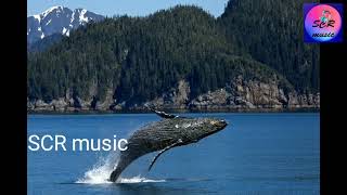 Download Lagu relaxing music, meditation music, sleep music, study music || SCR music MP3