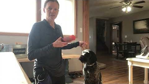 Force Fetch Tutorial for JGHV Dog Owners - Day 1 (Session #1) with Deutsch Drahthaar