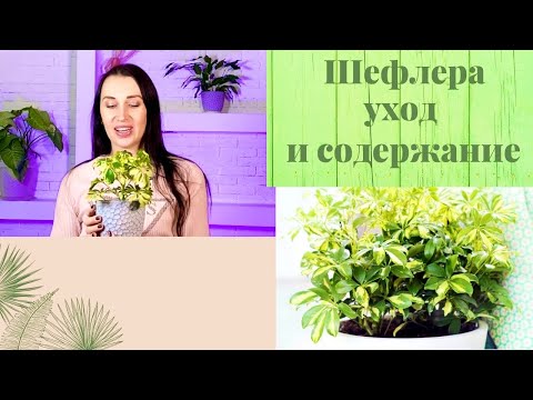 🌿ШЕФЛЕРА/ УХОД В ДОМАШНИХ УСЛОВИЯХ/РАЗМНОЖЕНИЕ/ПРОБЛЕМЫ ВЫРАЩИВАНИЯ#шефлера