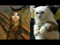 BEST CAT MEMES COMPILATION OF 2021 PART 16 (FUNNY CATS)