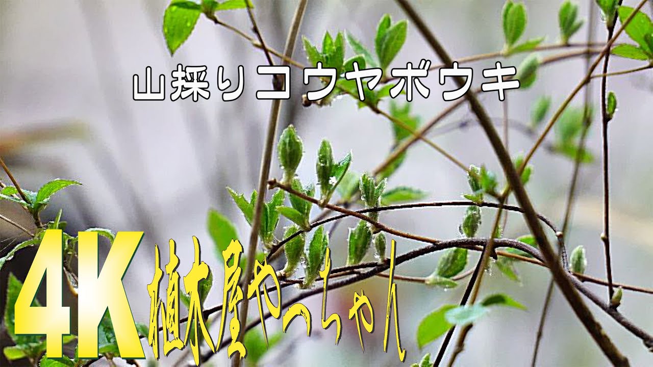 山採りコウヤボウキ新芽2023 - YouTube