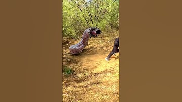 Anaconda Snake Attack 3  P3🐍 #shorts #anaconda #snake #python #snakevideo #snakes