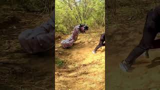 Anaconda Snake Attack 3 P3 #shorts #snake #python #snakes #nagin #anaconda #bigsnake #anacondasnake screenshot 5