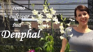 Como cultivar sua orquídea Denphal - thptnganamst.edu.vn