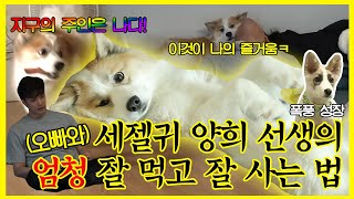 【잘먹잘법​​】 세(상에서) 제(일) 귀(여운) 우리 양희🐶의 집사 성훈 오빠💕와 함께 잘 먹고🦴 잘 사는🐕 법 | 나혼자산다 | TVPP | MBC 190816