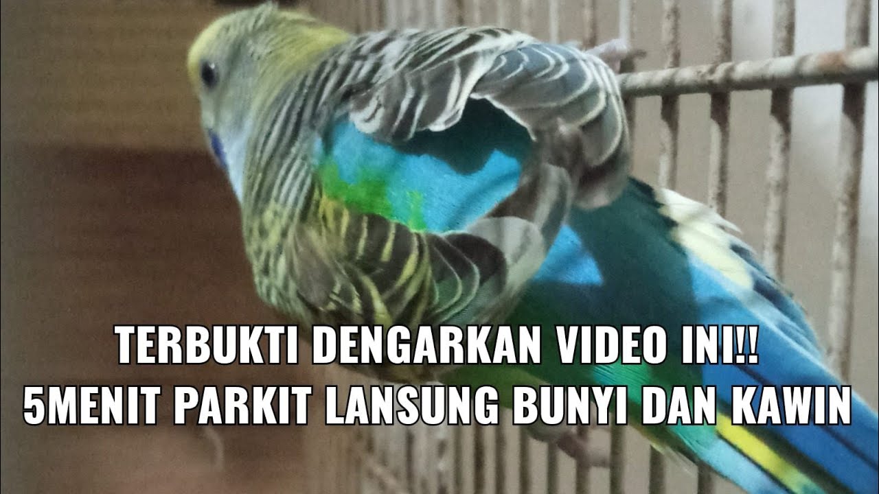 Pancingan Burung Parkit agar cepat gacor dan kawin
