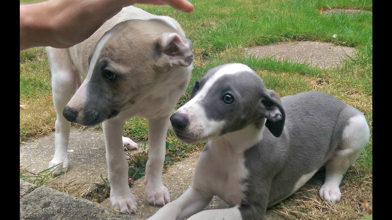 Buy Whippet Puppies Dogs For Sale In Oregon USA