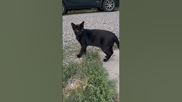 Deja vu black cat. Is it a glitch in the matrix? #cat #blackcat #glitch #matrix #neo