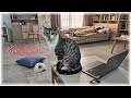EW2026 - Кот Андрюха - Cat Andryukha (v72)