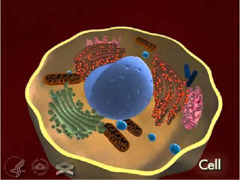 Human Cell 3-D - YouTube