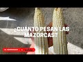 ¿CÓMO SACAR EL PESO DE UNA MAZORCA EN FRESCO? | EL AGRONOMOY