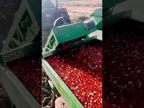 برداشت هندونه محلی دونه قرمز درجه یک اونم با این وضعیت بازار کشاورزی زراعت
