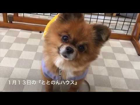 保護 犬 カフェ 岡崎 六 名 保護 犬 カフェ 岡崎 六 名
