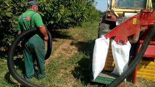 EU2000 Harvester for hazelnut, Almonds, and more. #hazelnuts #almond #harvest www.frumaco.de