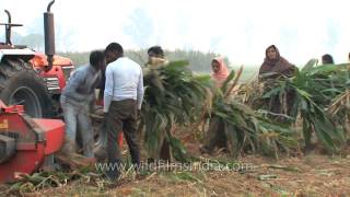 Feed for farm animals by chopping maize crop with chopper