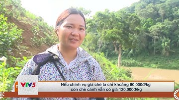 [TIẾNG TÀY] NÂNG CAO CHẤT LƯỢNG SẢN PHẨM CHÈ BẮC KẠN | VTV5