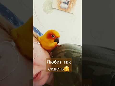 солнечный аратинга
