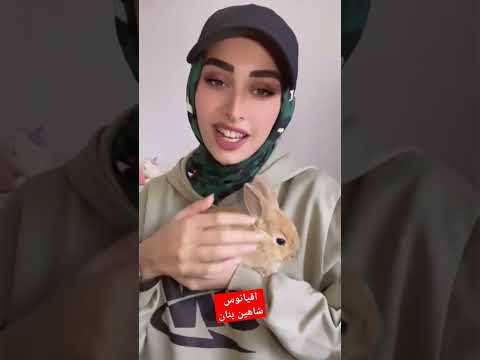 اقیانوس شاهین بنان 