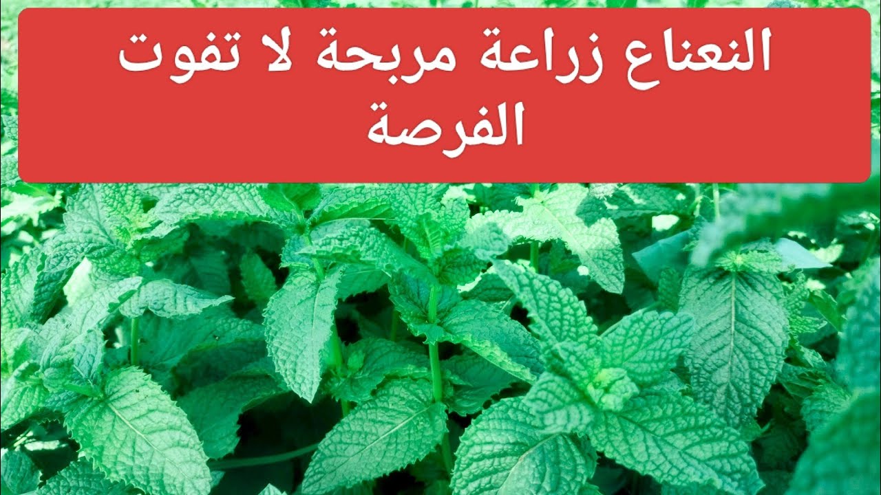 اسرار زراعة النعناع مشروع مربح