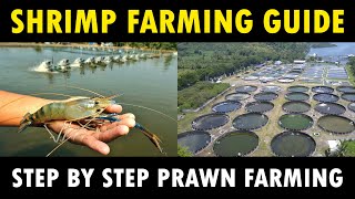 How To Farm Prawn | Shrimp Farming In Australia | Discover Agriculture