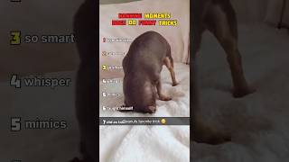 You WON'T BELIEVE What Cool TRICKS These Cuties Can DO! 😱🐾 #dogs #funny #pets #ranking #cutedog