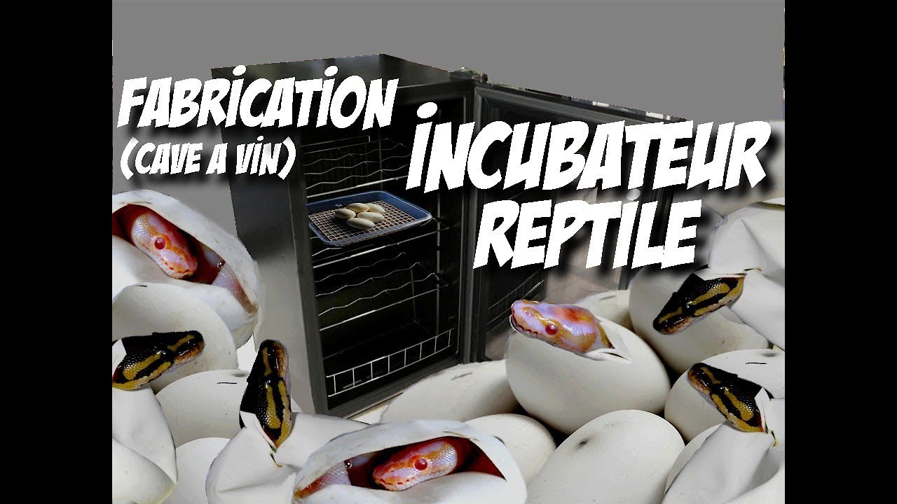 Fabrication INCUBATEUR reptile / Cave à vin. - YouTube