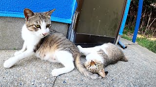 猫のママ友！？二匹の妊婦猫が大きなお腹を触らせてくれた
