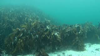 Exploring beneath the waves with Gladius Mini, Lykling (Bømlo), Norway