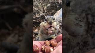 Me Squeegee Filling The Cheeks In The Rain #Shorts #Chipmunks #Cuteanimals #Squeegee