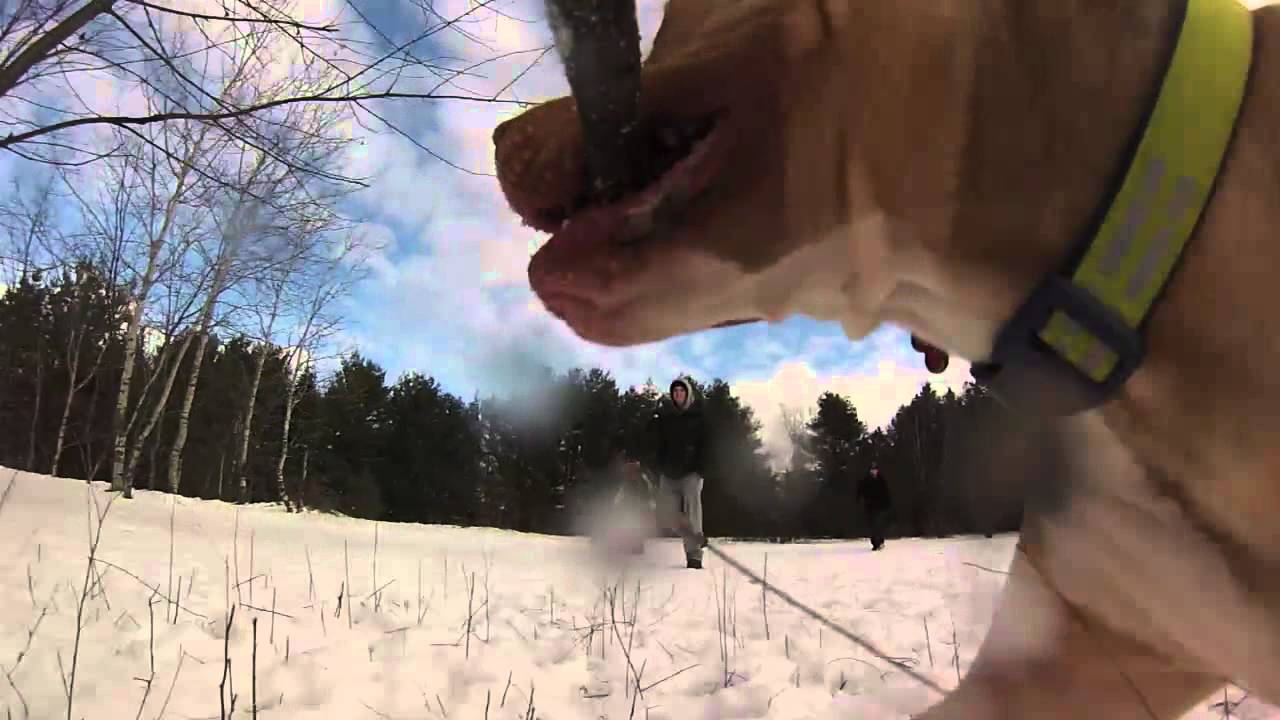 Dog Park - Bruce Pit - YouTube