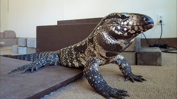 This is the tried and true method to settle your restless Tegu down