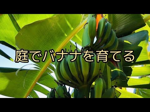 バナナの木の育て方 バナナ植え方 バナナの植え替え バナナの収穫 How To Grow Banana Trees How To Plant Bananas Youtube