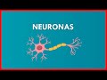 NEURONAS su ESTRUCTURA y FUNCIONAMIENTO // FACIL Y RAPIDO