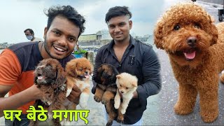 CHEAPEST DOGS IN DELHI || SIKANDER PETS SHOP || poodle, German shepherd,lebrador...