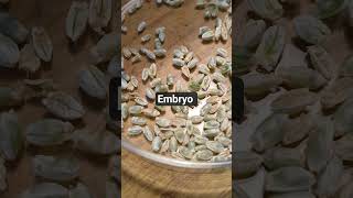 Embryo Selection #plantbreeding # wheat #arsnet #farming #csirnet #trendingshorts #science