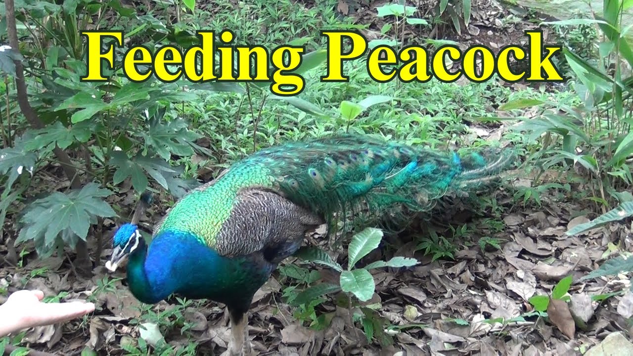 Feeding Peacock