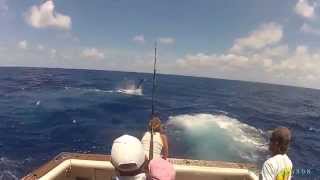 Black Marlin Season 2014 GBR