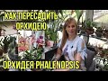 Как пересадить орхидею Фаленопсис